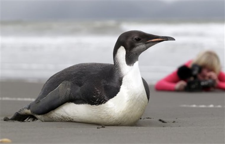 The Emperor penguin that ended up on Peka Peka Beach in New Zealand has become a celebrity, with visitors taking photos.